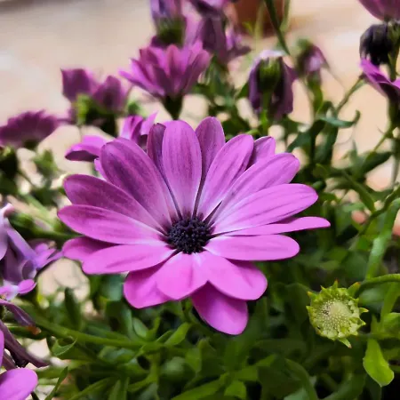 Апартаменты Valery House *